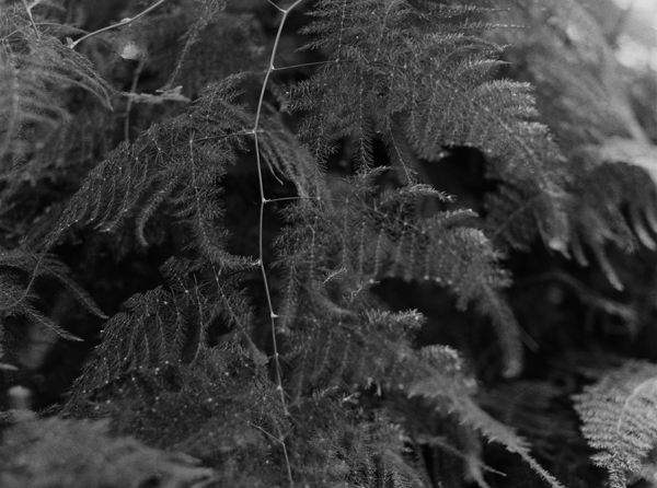 Fern